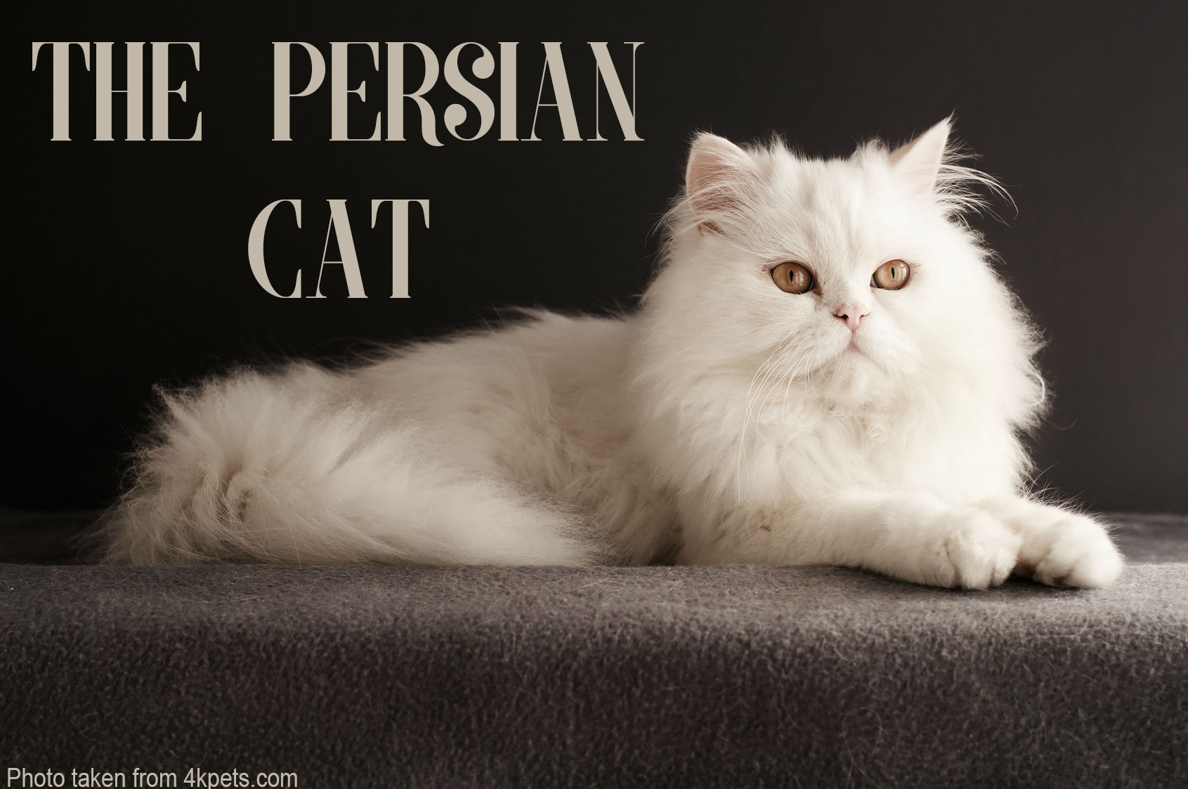 Persian Cat: Interesting Facts And Information