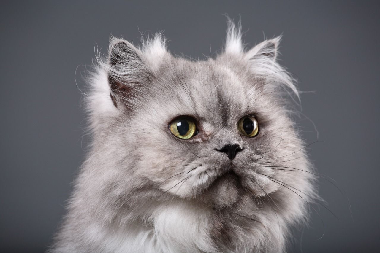 A gray Persian Cat