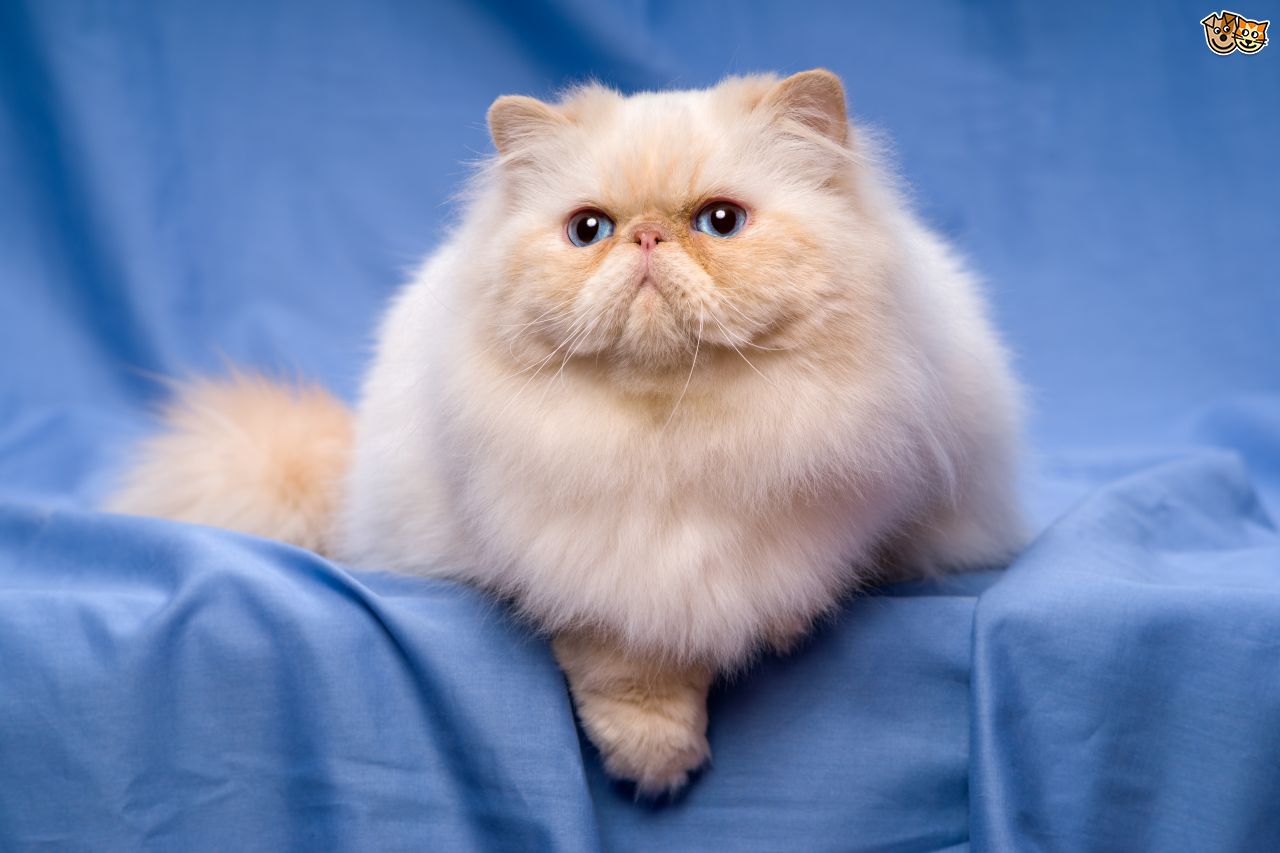 A lovely Persian Cat