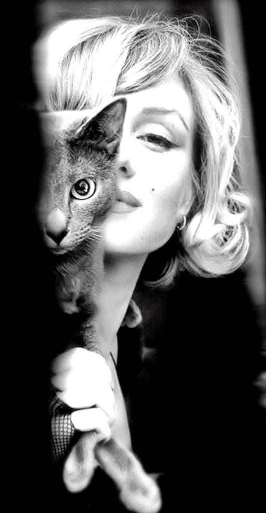 Marilyn Monroe's Persian Cat