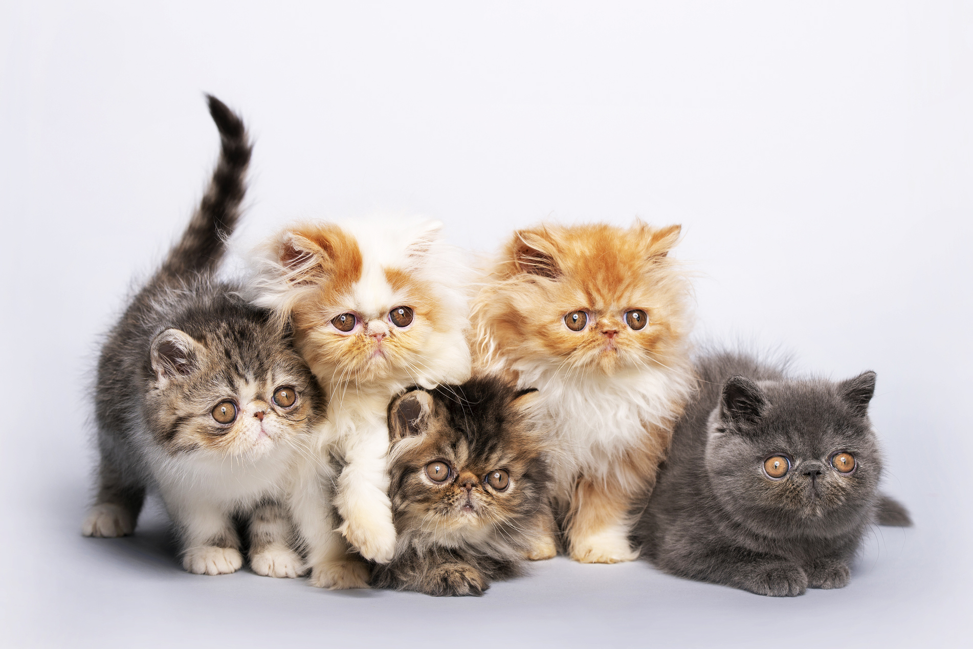 A group of Persian cats