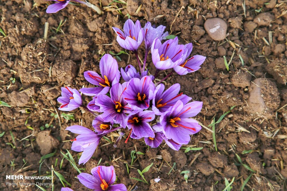 Cultivating Saffron in Iran