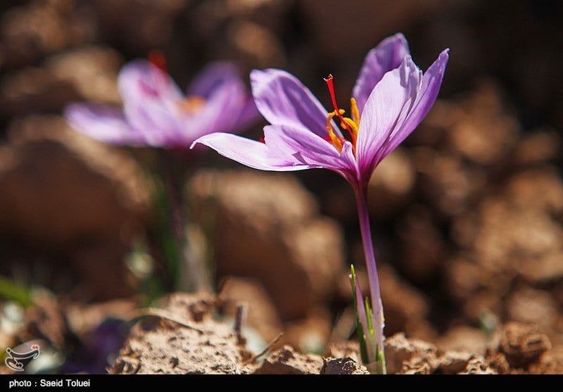 گل زعفران