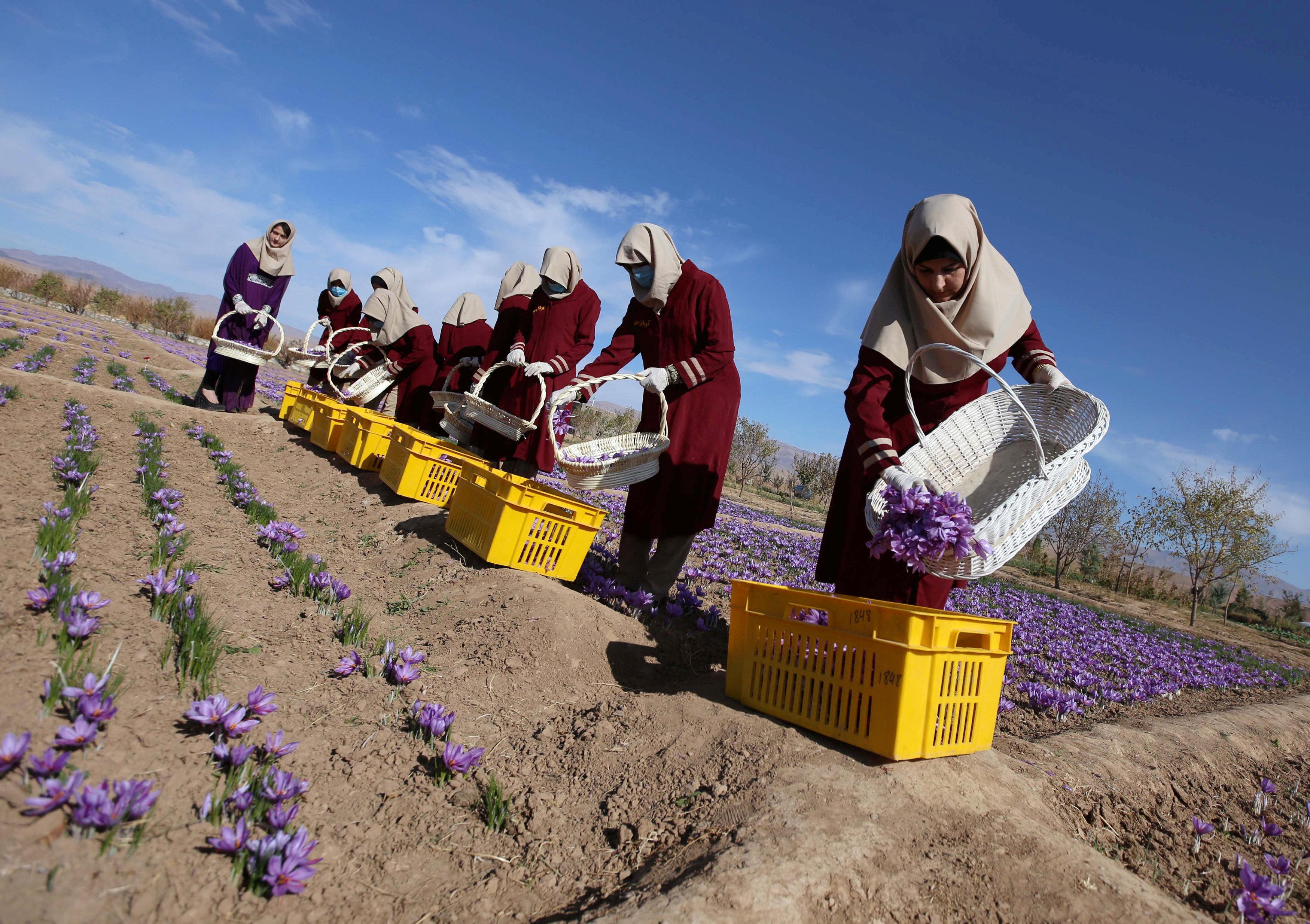 فصل برداشت زعفران در ایران