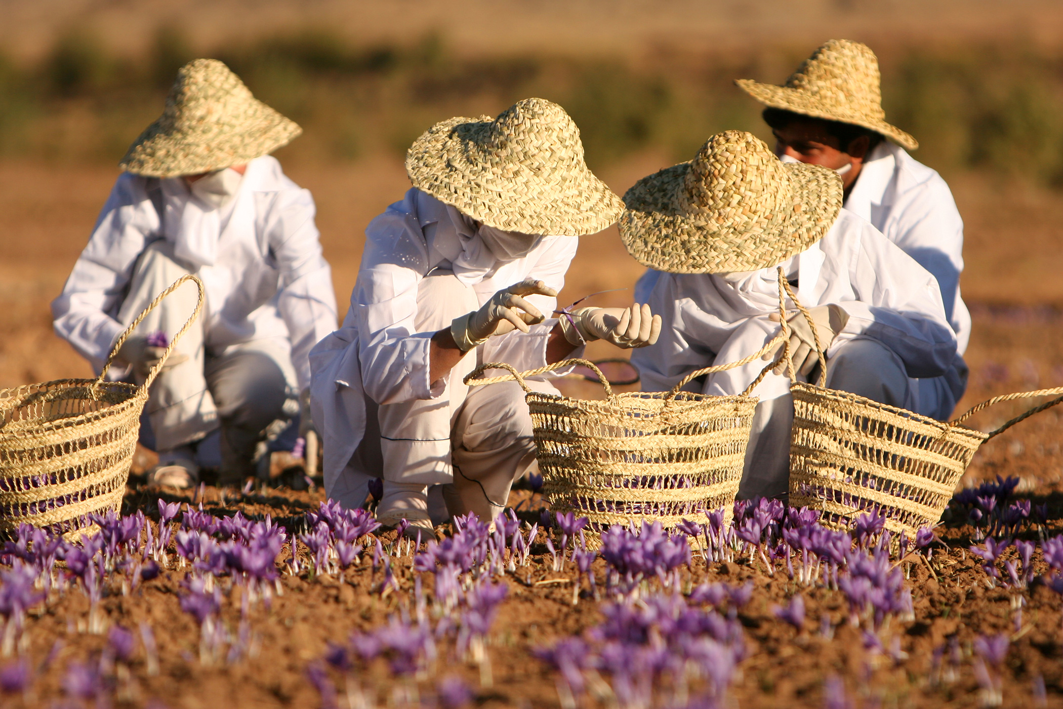 Saffron farm in Iran