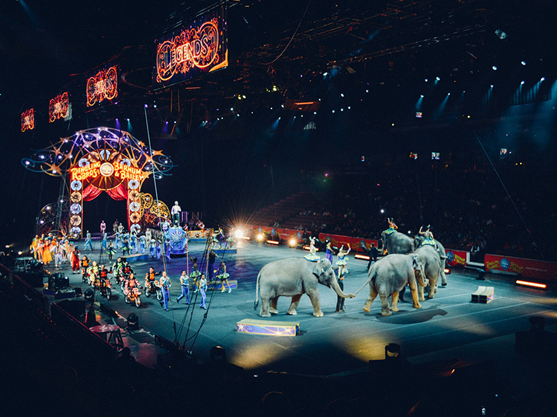 The Iranian Government Bans Animal Acts in Circuses Again